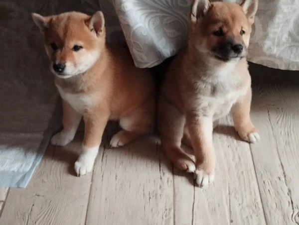 Shiba inu  | Foto 6