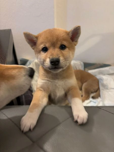 Shiba inu  | Foto 3