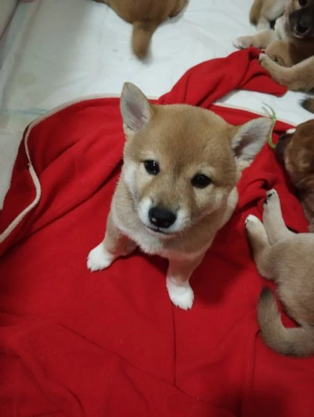 Shiba inu  | Foto 1