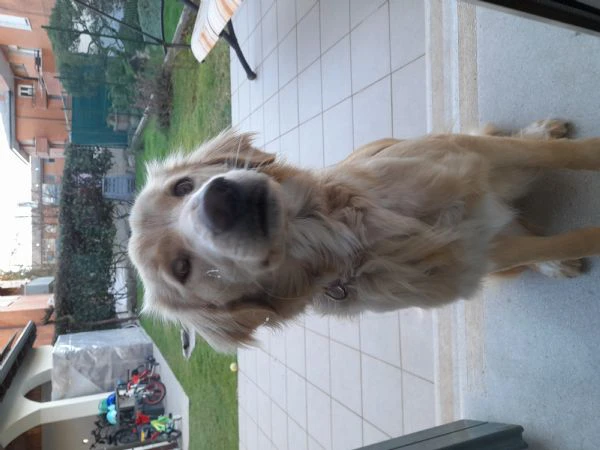 Adozione cucciola | Foto 5