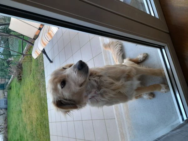 Adozione cucciola | Foto 4