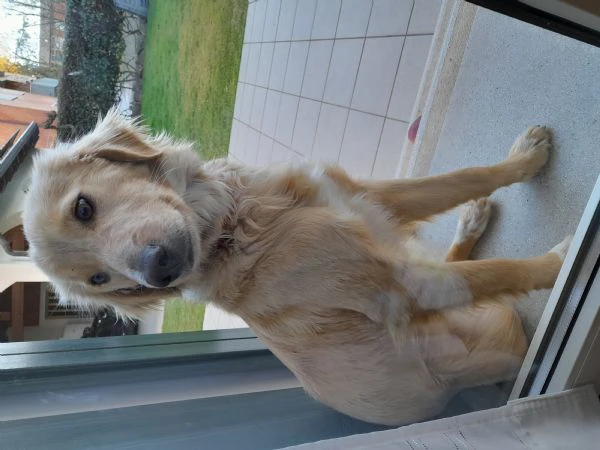 Adozione cucciola | Foto 3