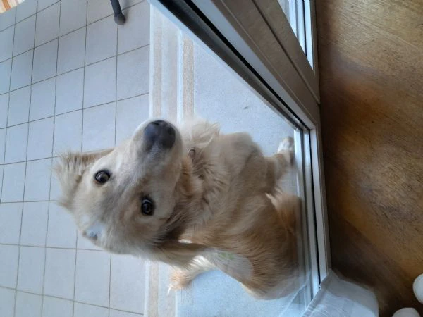 Adozione cucciola | Foto 2