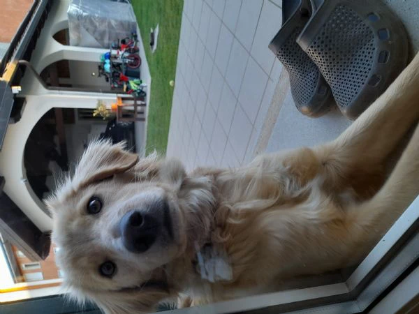 Adozione cucciola | Foto 1