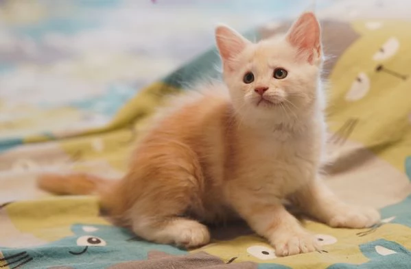 Meravigliosi cuccioli di Maine Coon