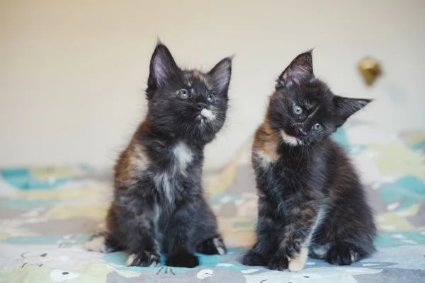 Meravigliosi cuccioli di Maine Coon | Foto 4