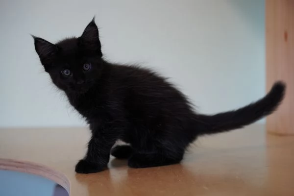 Meravigliosi cuccioli di Maine Coon | Foto 3