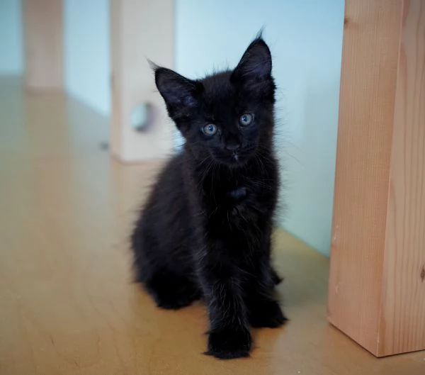 Meravigliosi cuccioli di Maine Coon | Foto 2