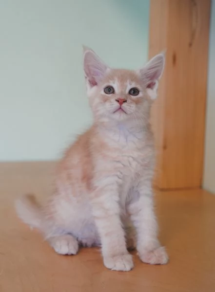 Meravigliosi cuccioli di Maine Coon | Foto 1