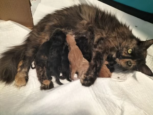 Meravigliosi cuccioli di Maine Coon | Foto 0