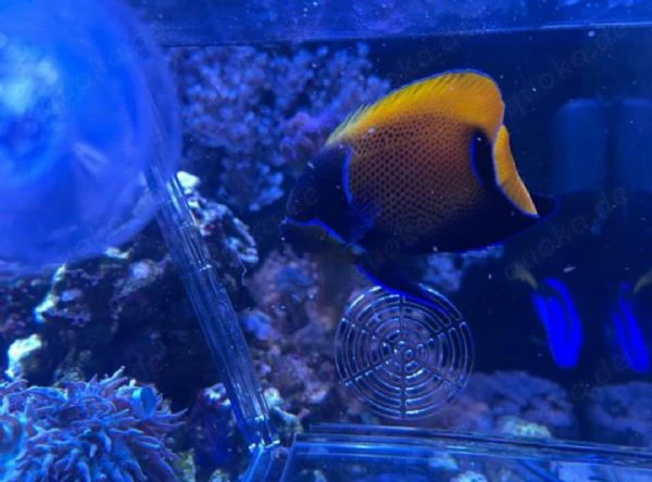 Pomacanthus navarchus (pesce marino)