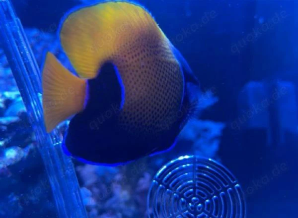 Pomacanthus navarchus (pesce marino) | Foto 2