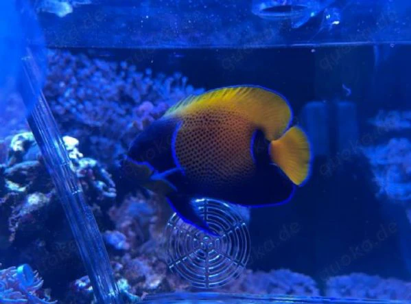 Pomacanthus navarchus (pesce marino) | Foto 1