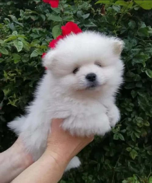 Purebred Pomeranian Puppies  | Foto 0