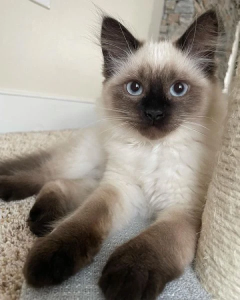 Cerco gattino/a siamese