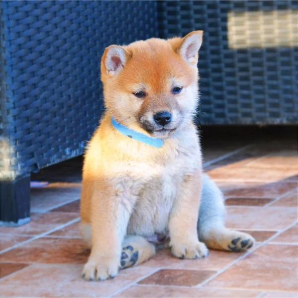 Cuccioli di Shiba Inu
