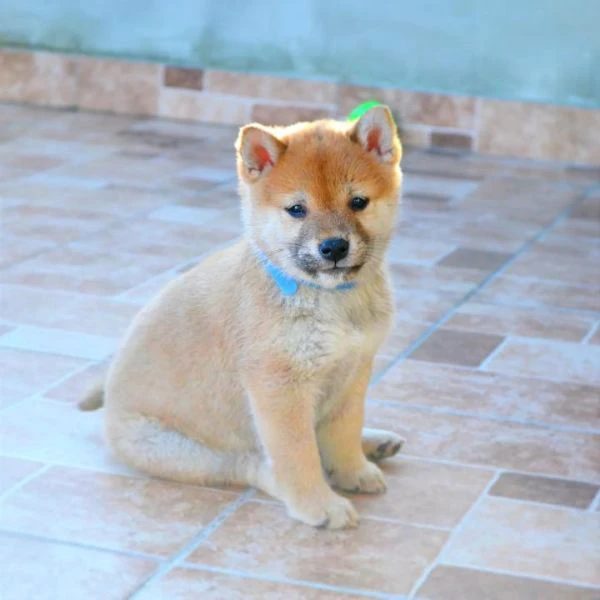Cuccioli di Shiba Inu | Foto 7