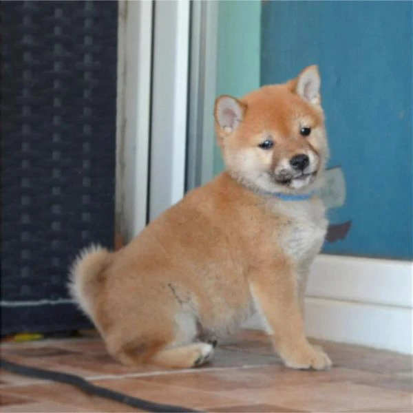 Cuccioli di Shiba Inu | Foto 6