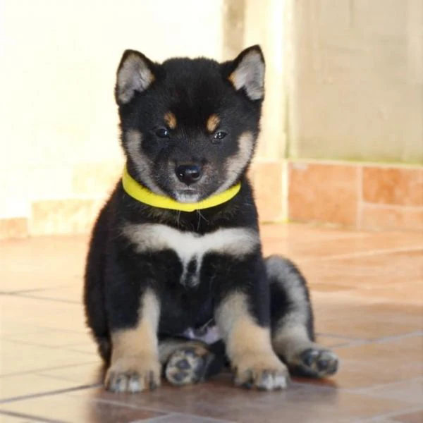 Cuccioli di Shiba Inu | Foto 5
