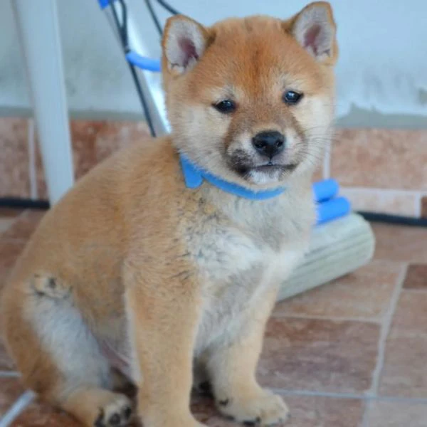 Cuccioli di Shiba Inu | Foto 4