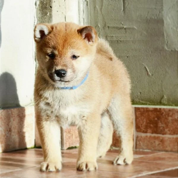 Cuccioli di Shiba Inu | Foto 3