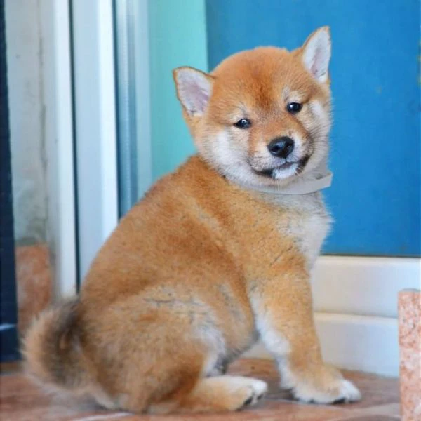 Cuccioli di Shiba Inu | Foto 2