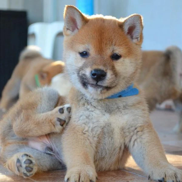 Cuccioli di Shiba Inu | Foto 1
