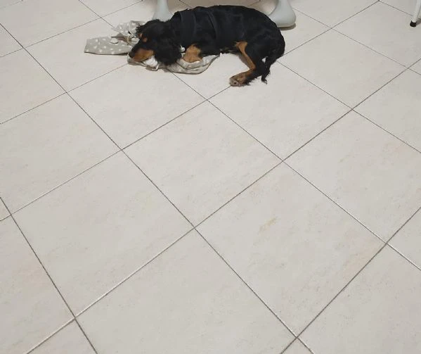 Regalo cocker maschio 