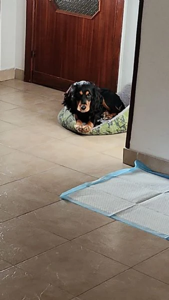 Regalo cocker maschio  | Foto 6