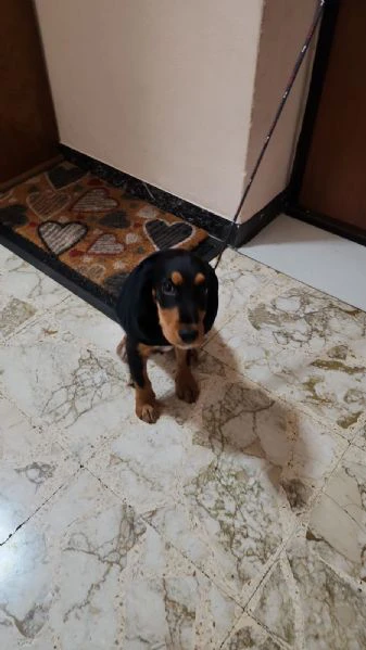 Regalo cocker maschio  | Foto 5