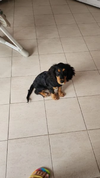 Regalo cocker maschio  | Foto 4