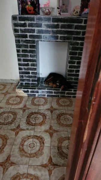 Regalo cocker maschio  | Foto 3