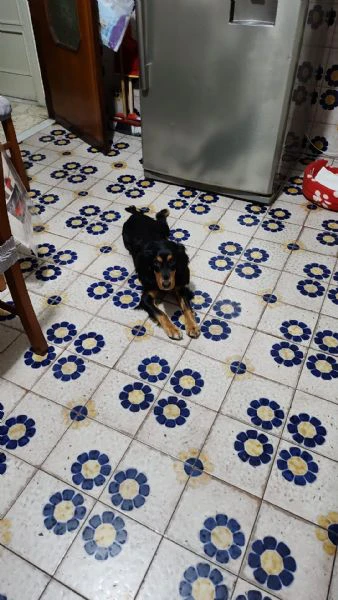 Regalo cocker maschio  | Foto 2