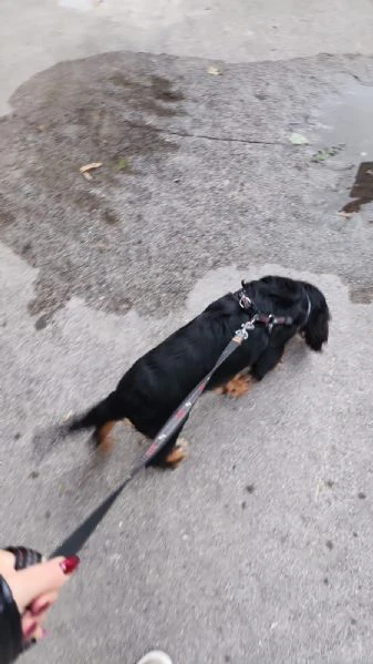 Regalo cocker maschio  | Foto 1