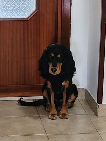 Regalo cocker maschio  | Foto 0