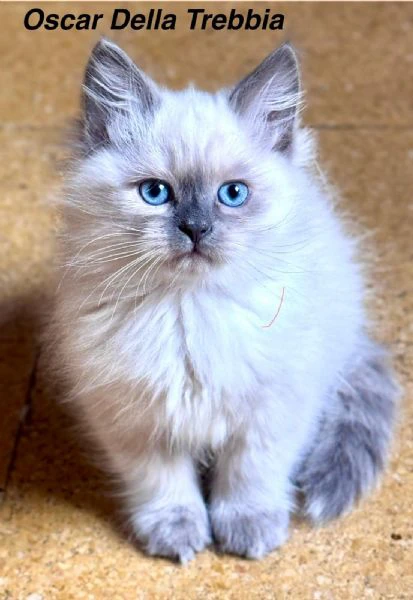 gatti siberiani ipoallergenici