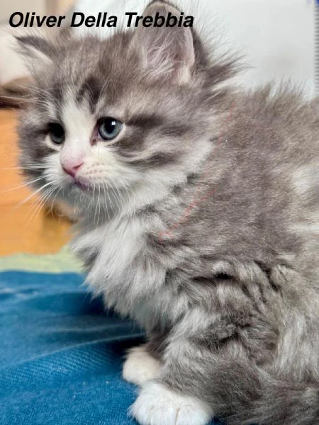 gatti siberiani ipoallergenici | Foto 5