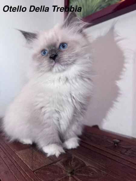 gatti siberiani ipoallergenici | Foto 4