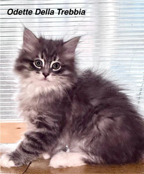 gatti siberiani ipoallergenici | Foto 3