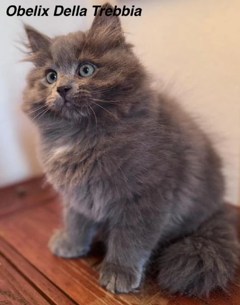 gatti siberiani ipoallergenici | Foto 2