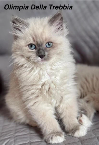 gatti siberiani ipoallergenici | Foto 1