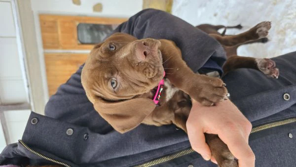 cucciolo da regalare  | Foto 1