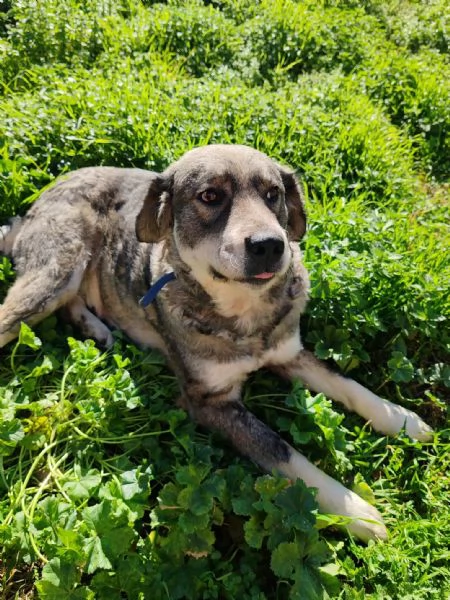 Aurora una cagnolona in cerca di una famiglia 