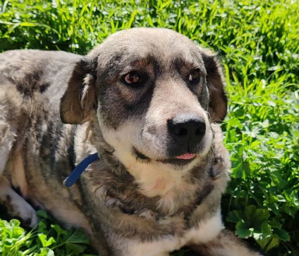 Aurora una cagnolona in cerca di una famiglia  | Foto 3