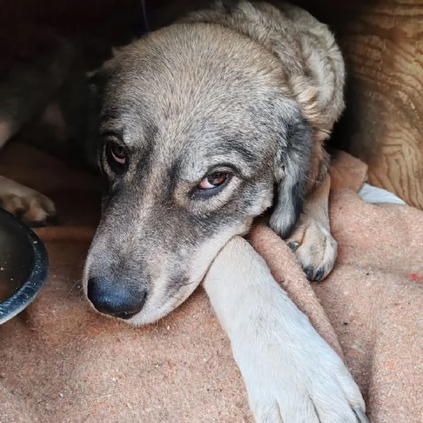 Aurora una cagnolona in cerca di una famiglia  | Foto 2