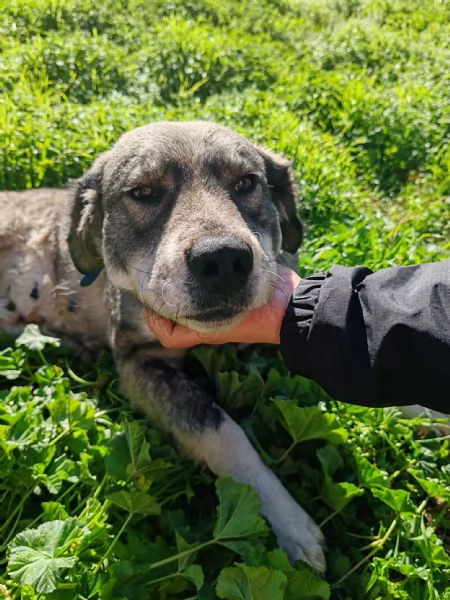 Aurora una cagnolona in cerca di una famiglia  | Foto 1