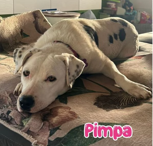 Pimpa la cagnolina che non vogliono più  | Foto 1