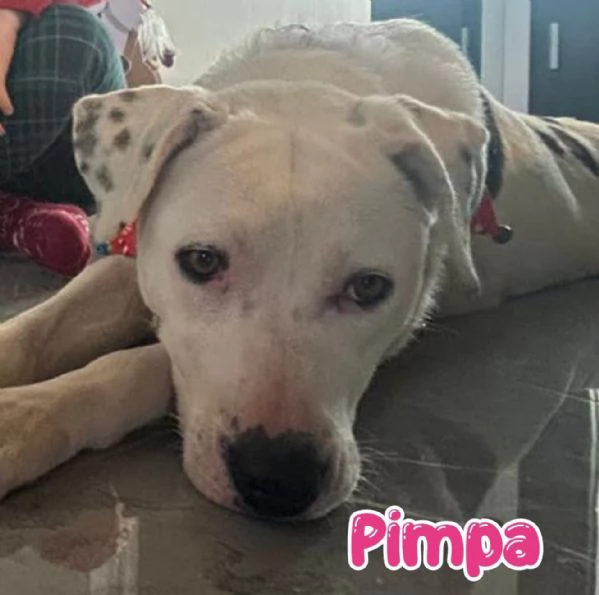 Pimpa la cagnolina che non vogliono più  | Foto 0