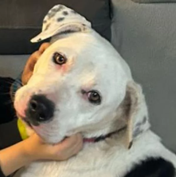 Pimpa la cagnolina che non vogliono più 