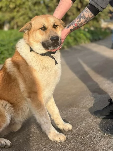 Yoshi simil Akita affettuoso ed ubbidiente  | Foto 5